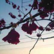 ヒメ日記 2025/03/22 21:30 投稿 さわ 奥鉄オクテツ兵庫