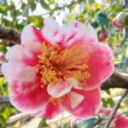 ヒメ日記 2026/03/25 13:50 投稿 さわ 奥鉄オクテツ兵庫