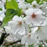 ヒメ日記 2026/04/01 15:40 投稿 さわ 奥鉄オクテツ兵庫