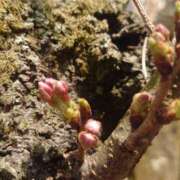 ヒメ日記 2025/03/27 13:50 投稿 さわ 奥鉄オクテツ奈良