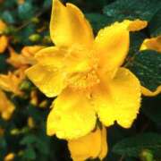 ヒメ日記 2025/06/01 08:45 投稿 さわ 奥鉄オクテツ奈良