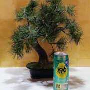 ヒメ日記 2026/04/03 13:05 投稿 さわ 奥鉄オクテツ奈良