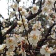 ヒメ日記 2025/03/13 09:50 投稿 さわ 奥鉄オクテツ和歌山