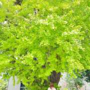 ヒメ日記 2025/11/12 08:50 投稿 さわ 奥鉄オクテツ和歌山