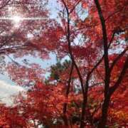 ヒメ日記 2025/11/25 10:30 投稿 さわ 奥鉄オクテツ和歌山