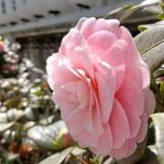 ヒメ日記 2026/03/29 12:20 投稿 さわ 奥鉄オクテツ和歌山