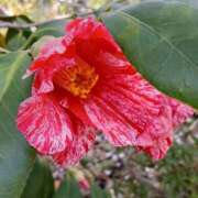 ヒメ日記 2026/04/10 16:10 投稿 さわ 奥鉄オクテツ和歌山