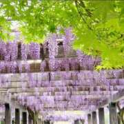 ヒメ日記 2026/04/26 09:10 投稿 さわ 奥鉄オクテツ和歌山