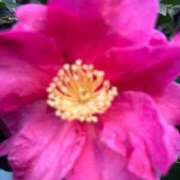 ヒメ日記 2025/01/04 14:35 投稿 岡かなえ プレジデントハウス