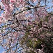 ヒメ日記 2025/04/06 09:02 投稿 岡かなえ プレジデントハウス