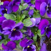 ヒメ日記 2025/04/08 09:49 投稿 岡かなえ プレジデントハウス