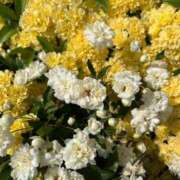 ヒメ日記 2025/04/19 14:23 投稿 岡かなえ プレジデントハウス