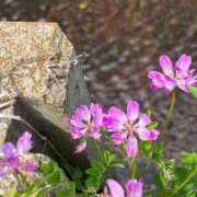 ヒメ日記 2025/05/07 09:01 投稿 岡かなえ プレジデントハウス