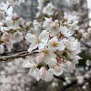 ヒメ日記 2025/03/31 18:40 投稿 きらり 逆電車ごっこ ～GLAMOROUS TRAIN～