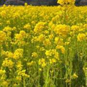 ヒメ日記 2025/04/09 21:47 投稿 きらり 逆電車ごっこ ～GLAMOROUS TRAIN～