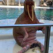 ヒメ日記 2025/06/14 21:20 投稿 きらり 逆電車ごっこ ～GLAMOROUS TRAIN～