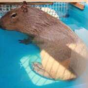 ヒメ日記 2025/07/17 18:30 投稿 きらり 逆電車ごっこ ～GLAMOROUS TRAIN～