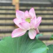 ヒメ日記 2025/07/22 21:20 投稿 きらり 逆電車ごっこ ～GLAMOROUS TRAIN～