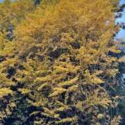 ヒメ日記 2025/12/04 16:20 投稿 きらり 逆電車ごっこ ～GLAMOROUS TRAIN～