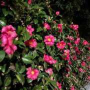 ヒメ日記 2026/01/22 20:30 投稿 きらり 逆電車ごっこ ～GLAMOROUS TRAIN～