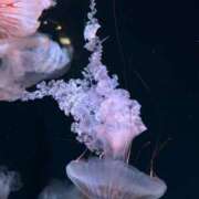 きらり 神秘的🫧𓂃𓈒𓏸 逆電車ごっこ ～GLAMOROUS TRAIN～