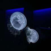 きらり 昨日に続き🪼と痛み🫠 逆電車ごっこ ～GLAMOROUS TRAIN～