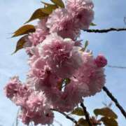 ヒメ日記 2026/04/18 20:20 投稿 きらり 逆電車ごっこ ～GLAMOROUS TRAIN～