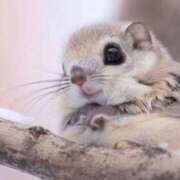 ふゆか こんばんは 完熟ばなな梅田