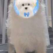 ヒメ日記 2025/05/29 17:27 投稿 ふぇあれでぃ Cawaiiハイ！スクールリターンズ