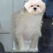 ヒメ日記 2025/06/06 13:34 投稿 ふぇあれでぃ Cawaiiハイ！スクールリターンズ