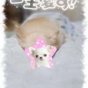 ヒメ日記 2025/09/17 14:37 投稿 ふぇあれでぃ Cawaiiハイ！スクールリターンズ