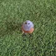 ヒメ日記 2026/02/28 11:02 投稿 ふぇあれでぃ Cawaiiハイ！スクールリターンズ