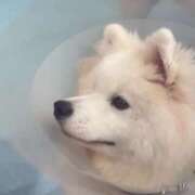 ヒメ日記 2025/03/29 22:00 投稿 矢澤 むぎ 横浜メロディー