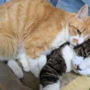 ヒメ日記 2025/06/15 12:40 投稿 柿田 鶯谷デッドボール