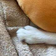 ヒメ日記 2026/02/13 11:33 投稿 深野 よみ Sクラス元キャバ嬢 ファーストクラス ルビー