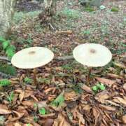 ヒメ日記 2025/10/15 21:28 投稿 ちさと ティアラ(小名浜)