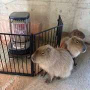 ヒメ日記 2026/01/29 18:28 投稿 ちさと ティアラ(小名浜)