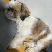 ヒメ日記 2025/03/19 22:23 投稿 流川 ふう　Hカップ芸能人顔負け ファーストクラス ルビー