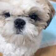 ヒメ日記 2025/03/21 15:50 投稿 流川 ふう　Hカップ芸能人顔負け ファーストクラス ルビー