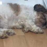 ヒメ日記 2025/09/22 02:03 投稿 流川 ふう　Hカップ芸能人顔負け ファーストクラス ルビー