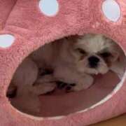 ヒメ日記 2025/10/08 13:03 投稿 流川 ふう　Hカップ芸能人顔負け ファーストクラス ルビー