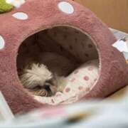 ヒメ日記 2025/10/22 17:55 投稿 流川 ふう　Hカップ芸能人顔負け ファーストクラス ルビー