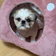 ヒメ日記 2025/10/25 15:23 投稿 流川 ふう　Hカップ芸能人顔負け ファーストクラス ルビー