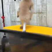 ヒメ日記 2025/11/14 15:53 投稿 流川 ふう　Hカップ芸能人顔負け ファーストクラス ルビー