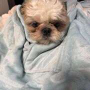 ヒメ日記 2025/11/19 18:33 投稿 流川 ふう　Hカップ芸能人顔負け ファーストクラス ルビー