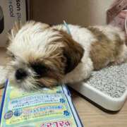 ヒメ日記 2025/11/29 20:30 投稿 流川 ふう　Hカップ芸能人顔負け ファーストクラス ルビー