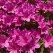 ヒメ日記 2025/05/13 20:18 投稿 まつり☆ ティアラ(小名浜)