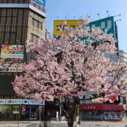 ヒメ日記 2025/04/09 16:48 投稿 みさき☆ ティアラ(小名浜)