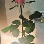 ヒメ日記 2025/01/26 00:08 投稿 you  -ゆう- ティアラ(小名浜)