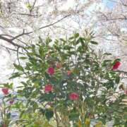 ヒメ日記 2025/12/29 09:08 投稿 まりあ ティアラ(小名浜)